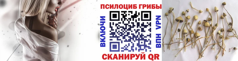 OMG ссылки  Ессентуки  Галлюциногенные грибы прущие грибы 